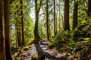 Large tree is silhouetted by sunlight on a trail in a mossy forest with ferns on the right side in Muir woods