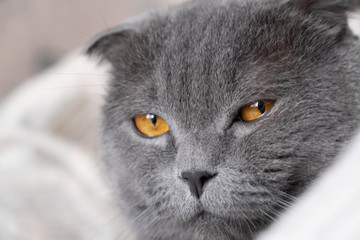 the brutal look of a cat