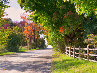 The trees line the country lane.