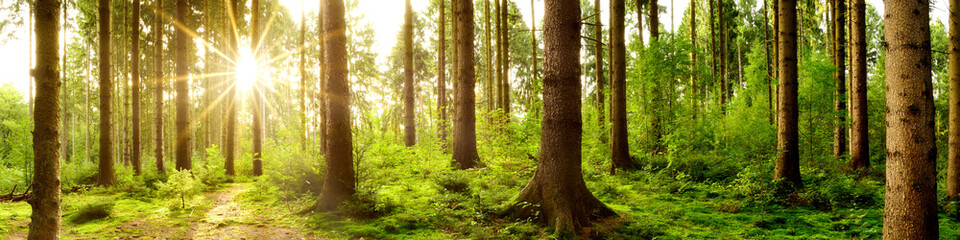 Wald Panorama im Licht der aufgehenden Sonne - obrazy, fototapety, plakaty