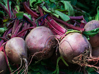 Beetroot for sale