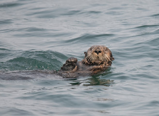 Obraz premium Sea Otter