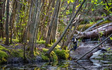 Goose looks towards the camera as he swims next to a mossy island thick with small trees