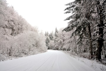 a road through the woods in winter