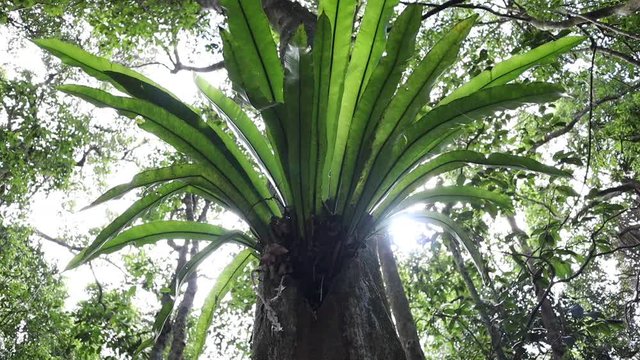 Birds nest fern in Australian rainforest