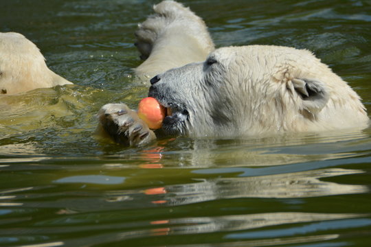 Eisbar Images – Browse 72 Stock Photos, Vectors, and Video | Adobe Stock