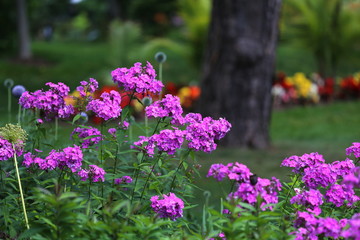 Obraz premium |Flowers
