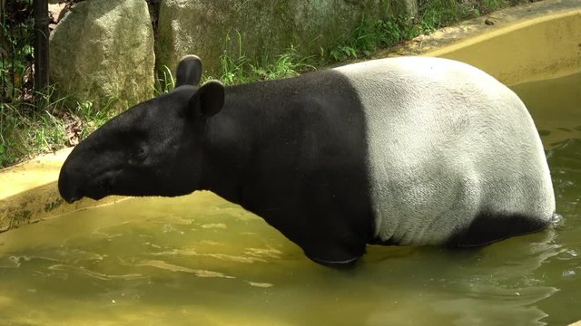 Malayan tapir, Tapirus indicus, Asian tapir, pooping in water. 4K