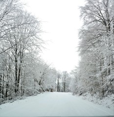 a snow-covered road through the trees