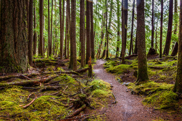 Moss covers nearly everything except the path winding through the Hoh Rain Forest