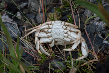 Shell of Dead Baby Dungeness Crab, Alaska Beach