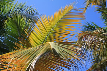 palm tree on the beach