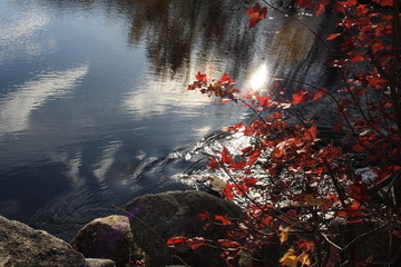 Red Maple Leafs 