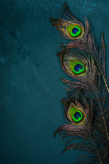 Bright multicolored peacock feathers on dark background. Symbol of Krishna in hinduism religion