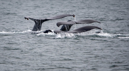 Humpback Whale Fivesome