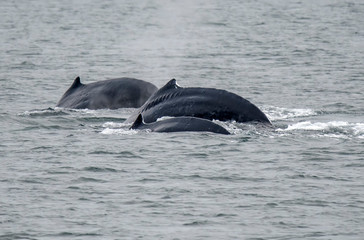 Humps or Backs of Diving Humpback Whales