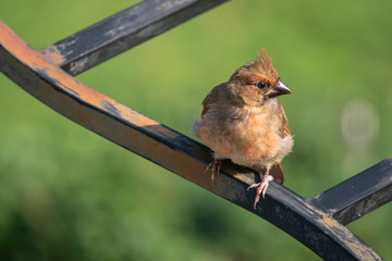 Cardinal - female