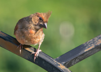 Cardinal - female 2