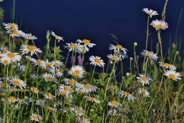 field of daisies