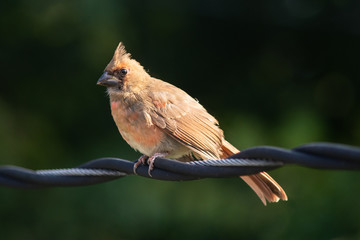 Cardinal - female 3