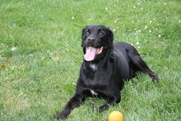 Black Lab