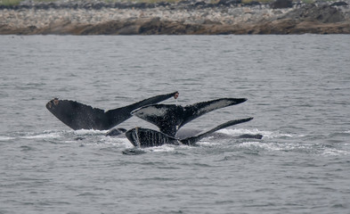 Diving Humpback Whales