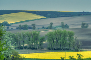 spring paradise landscape landscape of fields in Moravia, blooming rapeseed and rows of trees