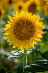 Fototapeta premium Sunflower fields in Colorado near Denver International Airport