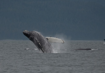 Fototapeta premium Breaching Humpback Whale