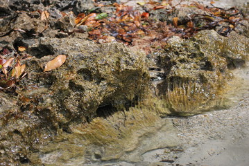 coral