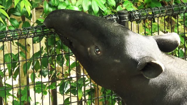 マレーバク 4K. Closeup of Malayan tapir, Tapirus indicus, Asian tapir, eating leaves. 4K