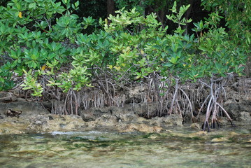 mangrove tree