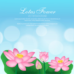 Vector lotus flowers isolated on blue background illustration, yoga, health care