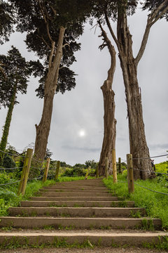 Tall California cypress trees at the top of steps with green grass on the side