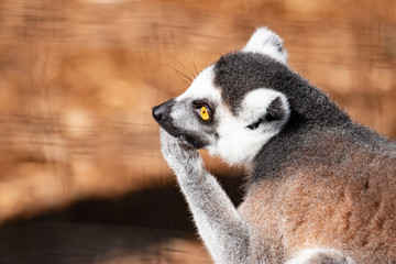 Obraz premium Ring tail lemur. This is a side view of a ring tail lemur on a tree