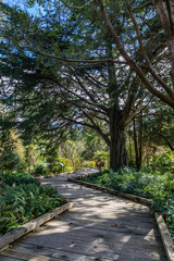 Fototapeta premium Wooden boards make a zig-zag path through trees and ferns
