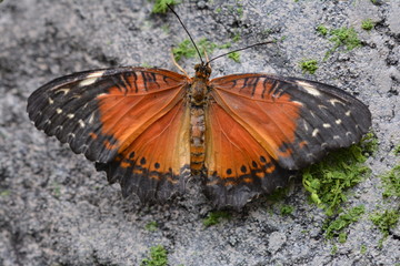 Schmetterling