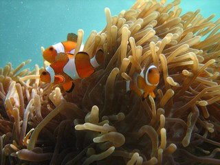 coral reef with tropical fish
