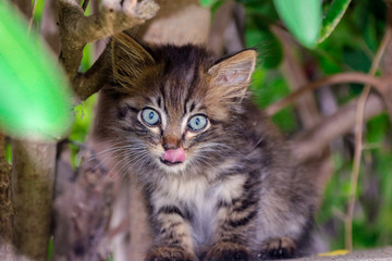 Kitten in the trees