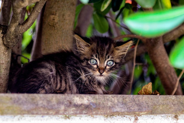 wide eyed kitten in the trees