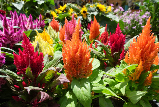 Cirrus silvery feathery, or panicled celosia (Celosia argentea f. Plumosa)
