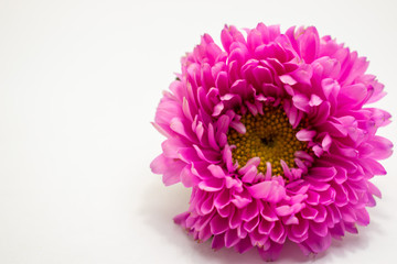 Pink Flower