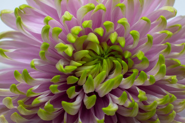 Chrysanthemum