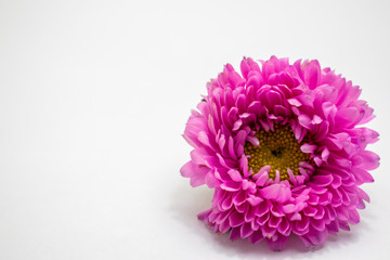 Pink flower isolated on white background