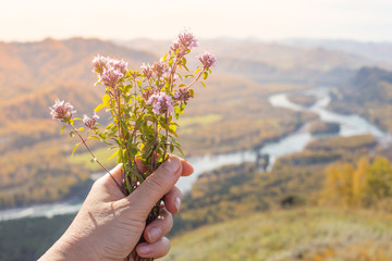 Fototapeta na wymiar A small bouquet of wild flowers in the hand of a woman on a background of nature. Flowers Of Mountain Altai. Altai, Russia, Siberia.