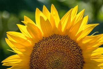 Naklejka premium Sunflower fields in Colorado near Denver International Airport