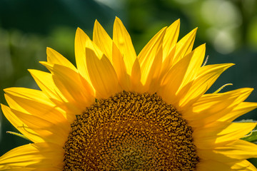 Fototapeta premium Sunflower fields in Colorado near Denver International Airport