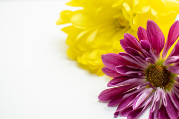 flowers isolated on white background
