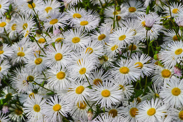 A lot of white flowers of Erigeron in early summer