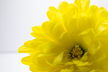 yellow flower isolated on white background